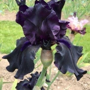 Iris de jardin noir