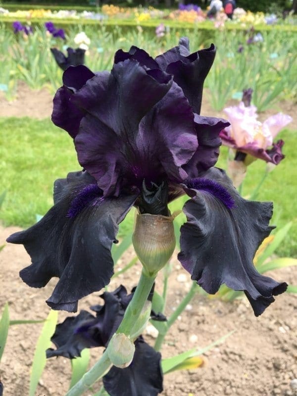 Iris de jardin noir