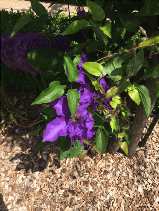 Clématite violette en fleur.