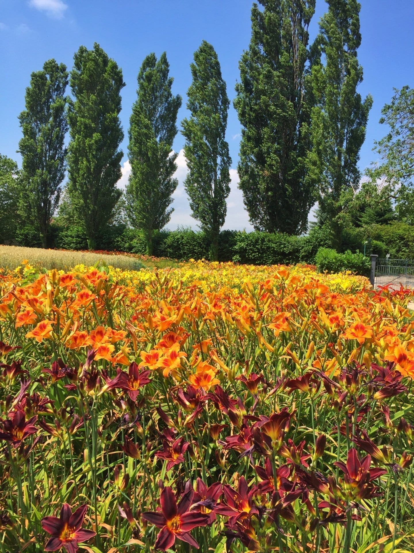 Champs de lys-hémérocalles de couleurs vives jaunes, rouge et orange en plein mois de juillet.