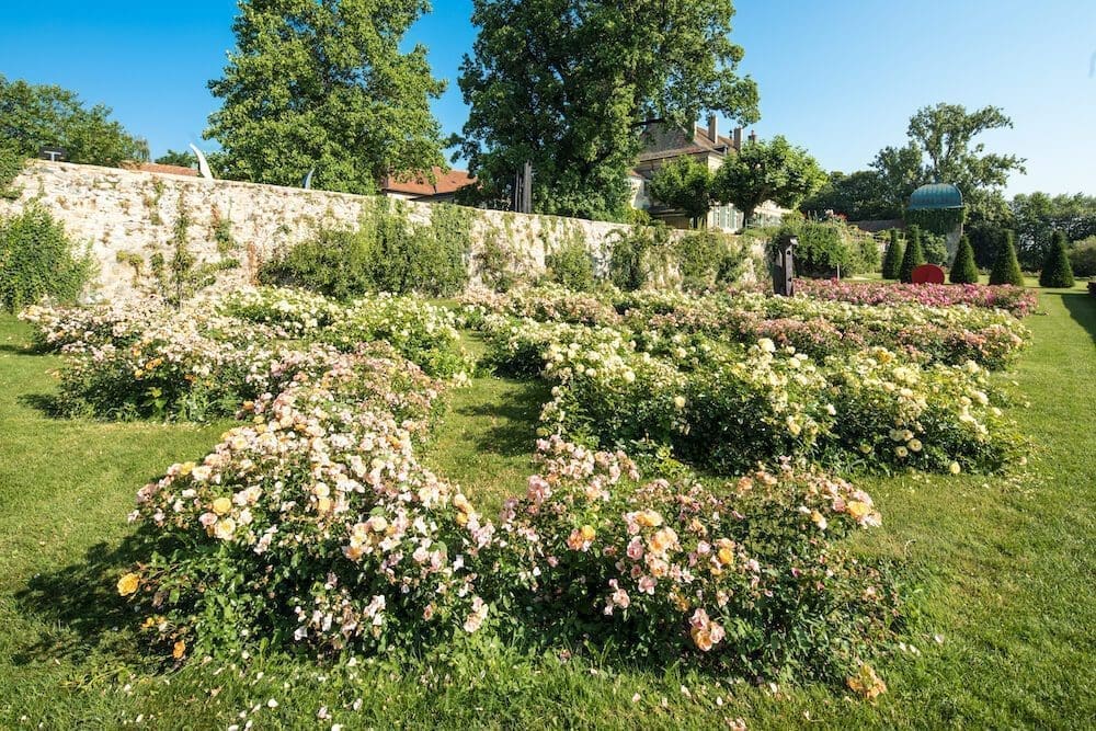 Gros plan des zig zags de rose du jardin de Dorianne. 