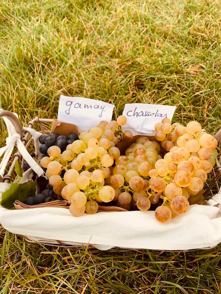 Grapes de raisins lors de la balade des vignes.